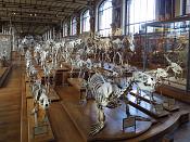 galerie de paleontologie et de anatomie comparee 12-2015 8184